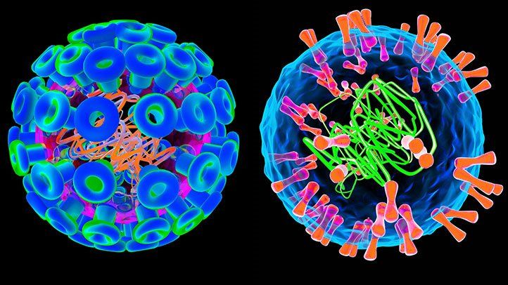 HSV-1和HSV-2都会引起生殖器疱疹